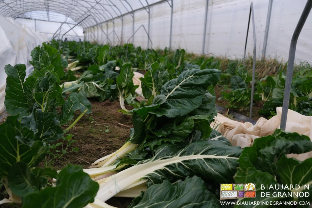photo sous tunnel de voile de protection enlevé le temps de la récolte de bette
