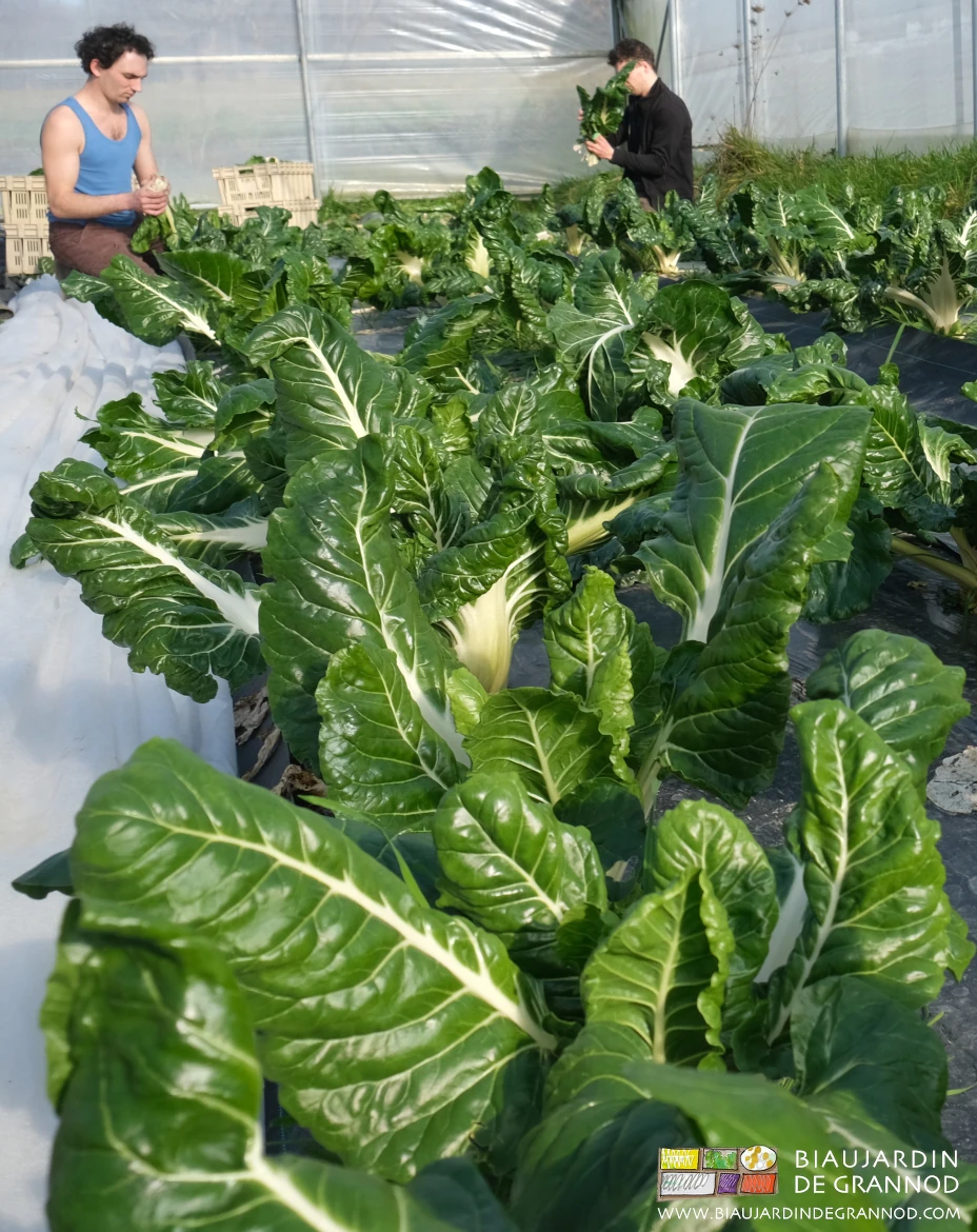 photo ensoleillée de récolte de bette bressane les bras nus