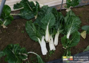 photo de cote de bette bressane en botte posée sur la planche de culture