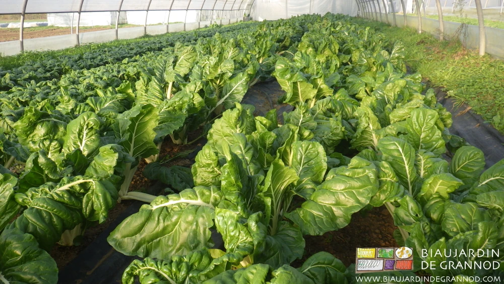 photo d'une belle planche de bette bressane sous tunnel, saine et bien développée