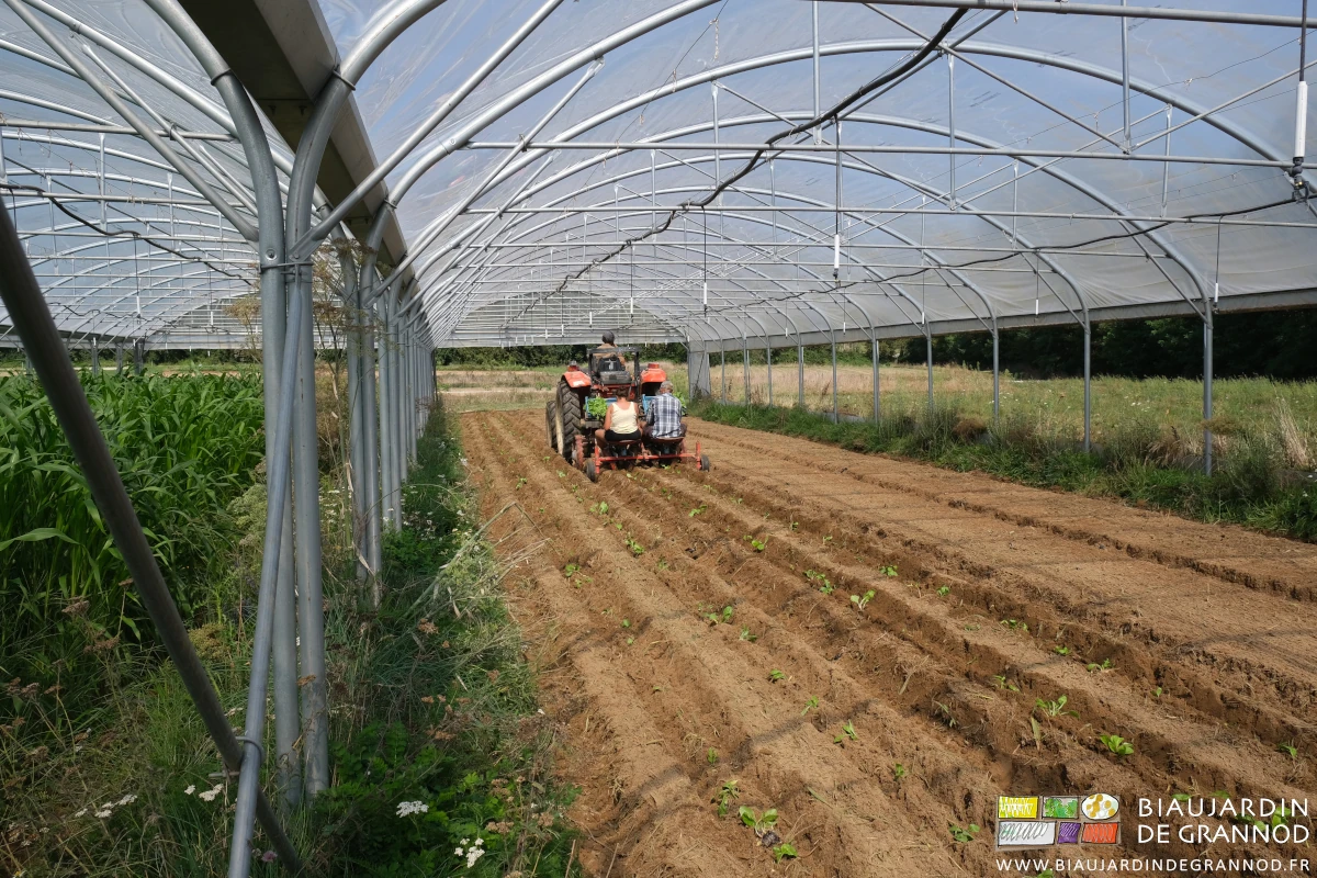 photo de plantation mécanique d'un tunnel de bette bressane en fin d'été