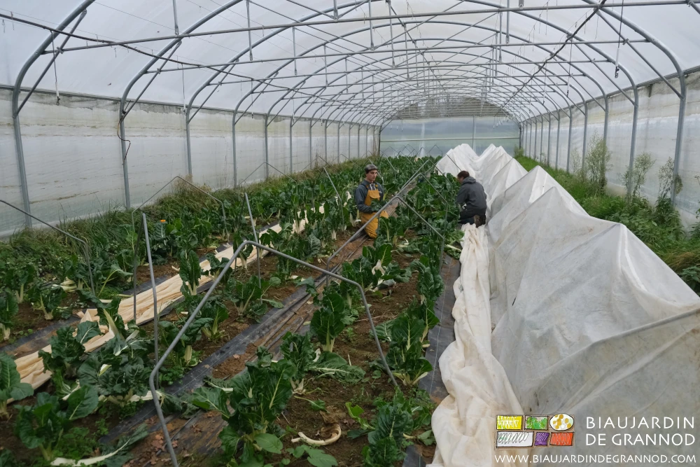 photo sous tunnel de récolte hivernale de bette protégée du froid par un voile supplémentaire sur acreaux
