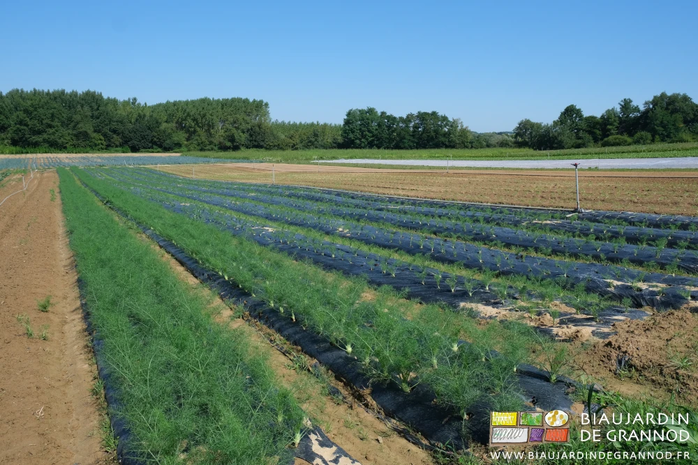 photo d'un carré de fenouil en 4 plantations, sur planche filmée et sur sol nu