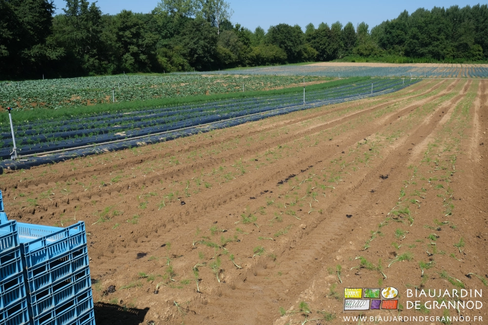 photo des planches de fenouil juste après repîquage sur sol nu et arrosage