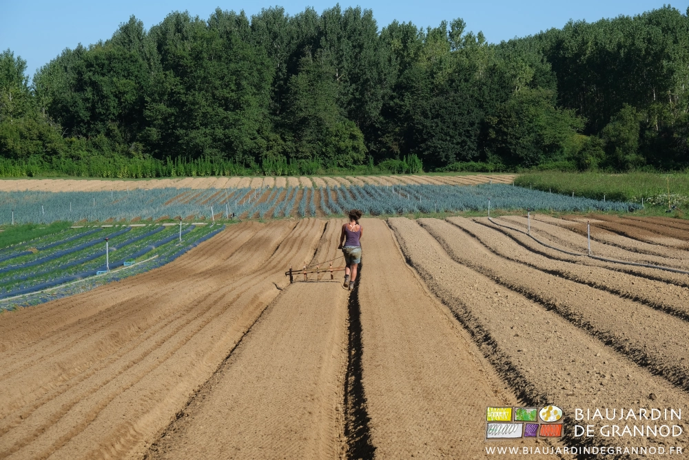 photo de Morgane tirant le rouleau marqueur dans les planches avant plantation de fenouil