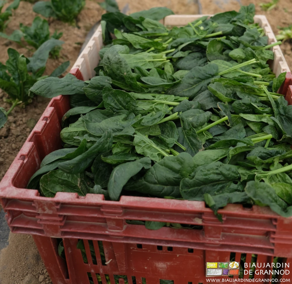 photo de belles feuilles d'épinard pour une salade tendre