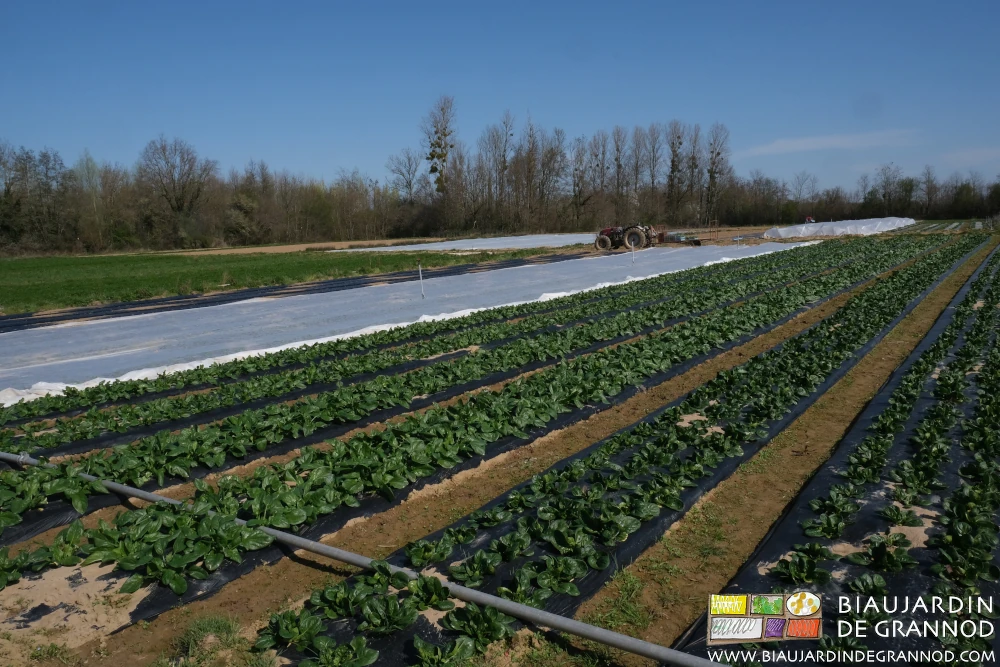 photo du carré d'épinard certaines planches voilées d'autres non