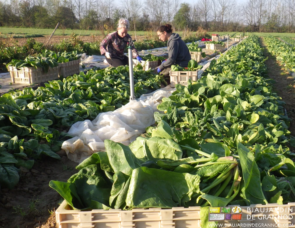 photo de récolte matinale de l'épinard de printemps en plein champ.