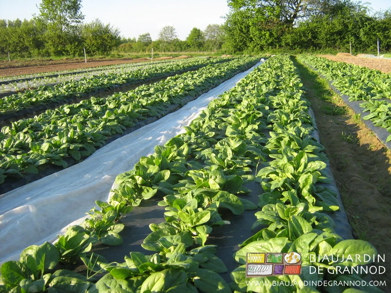 photo ensoleillée d'épinard en motte repiqué sur film biodégradable protection par voile thermique