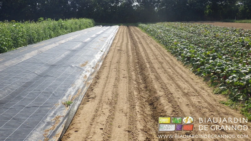 photo des planches d'épinard de semis direct levées après occultation