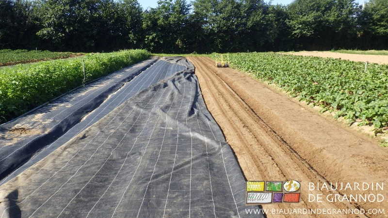 photo de planches occultées avec semis d'épinard en cours