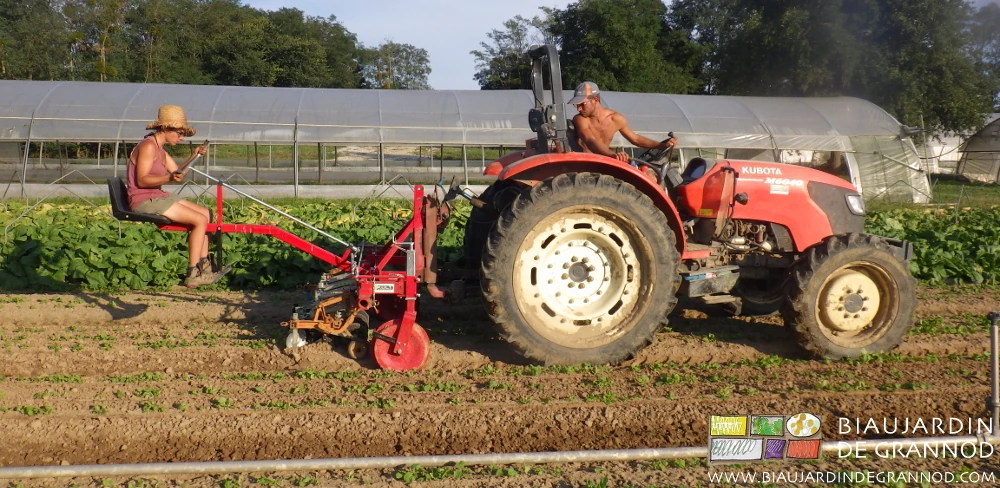 photo de 2 Biaux Jardinier au binage mécanique de précision de l'épinard