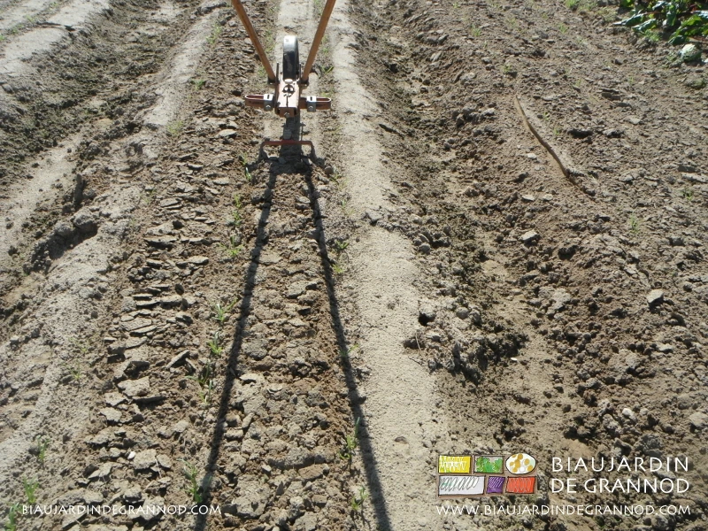 photo de binage d'épînard en cours avec la houe à bras