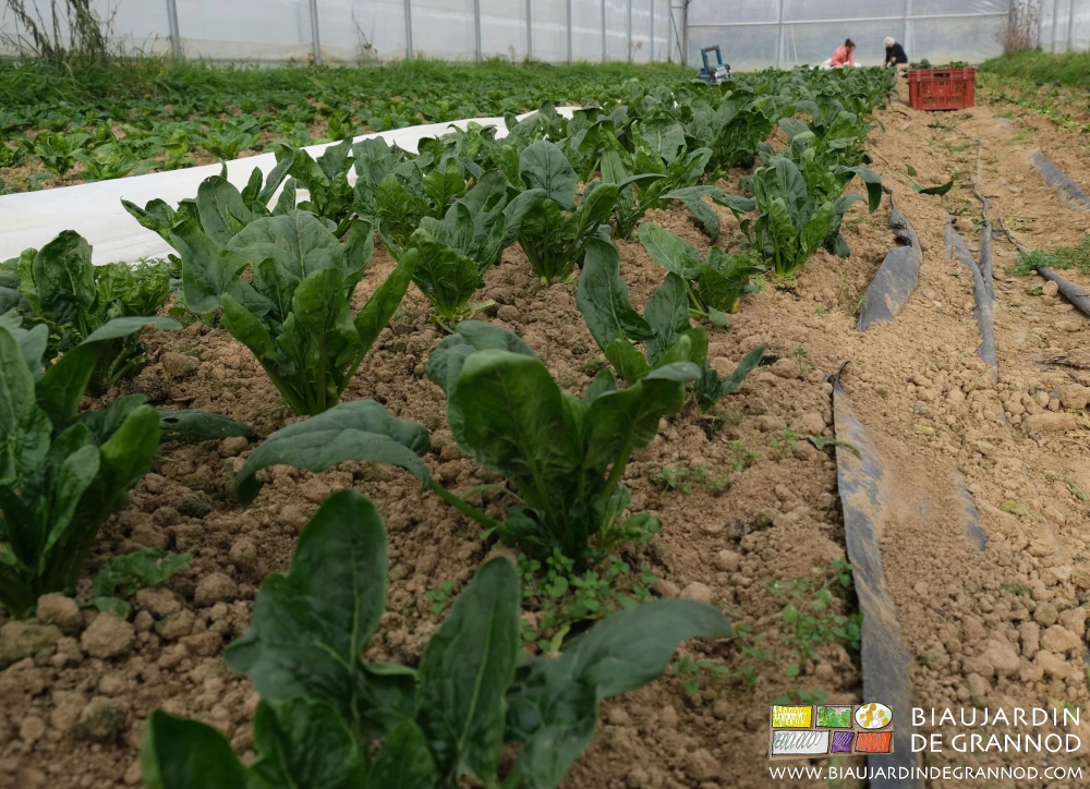 photo de planche d'épinard biné manuellement en cours de récolte en fin d'hiver