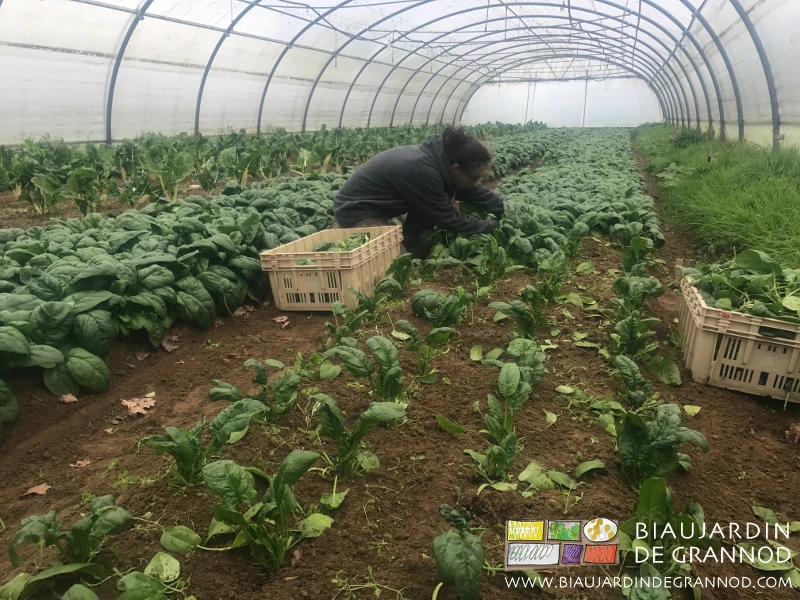 photo hivernale de patiente récolte manuelle d'épinard feuille à feuille