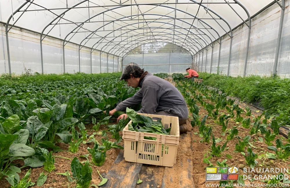 photo de l'équipe à la récolte des épinards cultivés sur planche binée