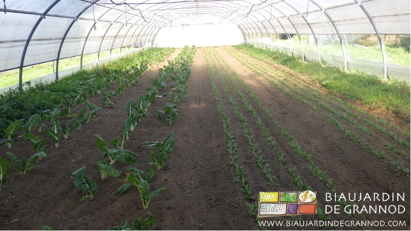 photo par soleil hivernal d'un tunnel de bette bressane et épinard binés manuellement