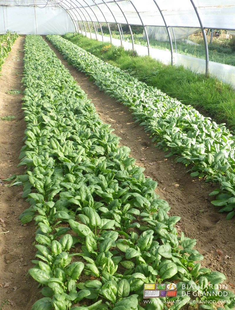 photo des mêmes planches d'épinard leurs feuilles couvrant complètement la planche avant récolte
