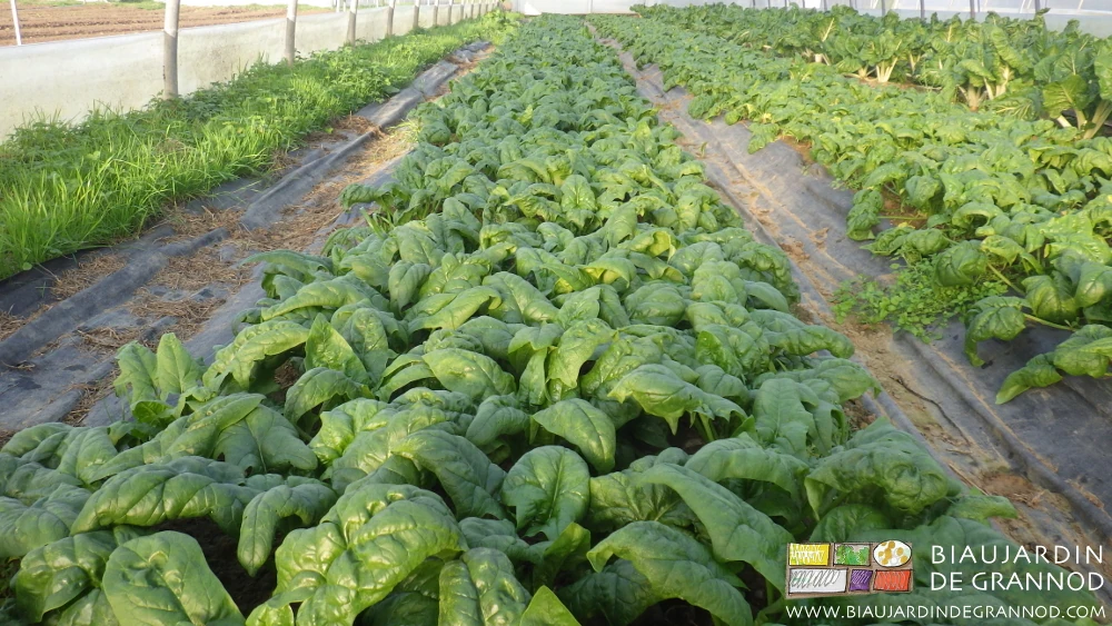photo proche de planches d'épinard bien développé les allées couvertes d'une toile noire
