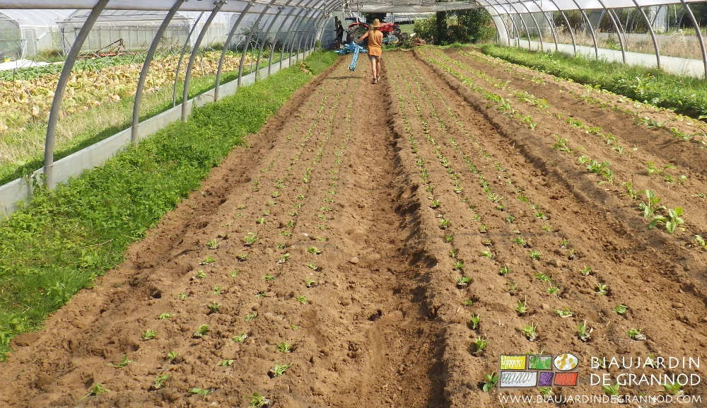photo de repiquage sous tunnel de motte d'épinard en planche permanente.