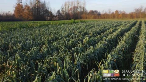 photo automnale du carré de poireau sur fond de bocage à feuilles brunes