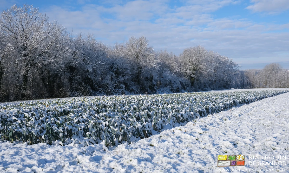 photo d'un carré de poireau sous la neige près d'une de nos haies bocagères