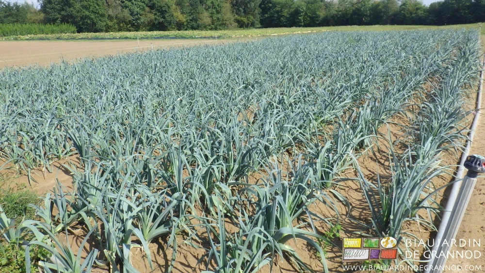 photo du carré de poireau légèrement butté en cours de développement