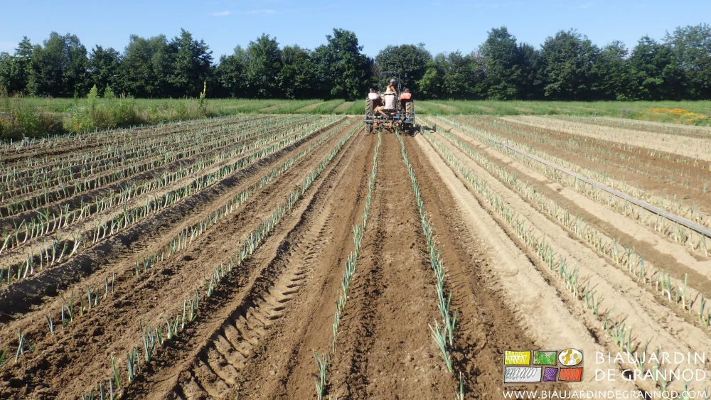 photo du beau travail d'ameublissement superficiel par la bineuse guidée