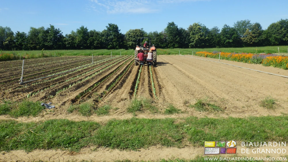photo de plantation près d'une bande fleurie multicolore