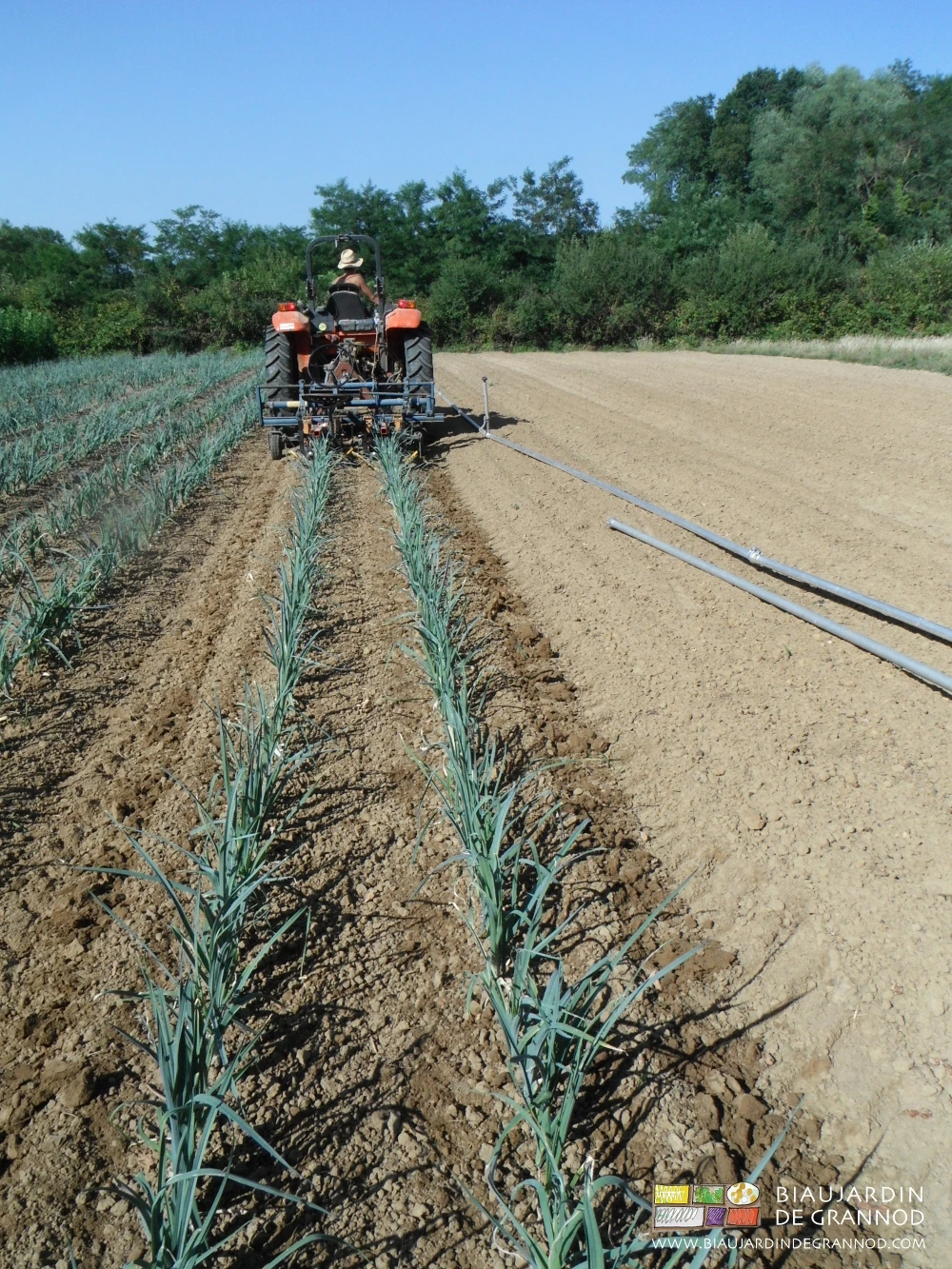 photo d'ensemble d'une planche de poireau en cours d'entretien avec doigts de binage