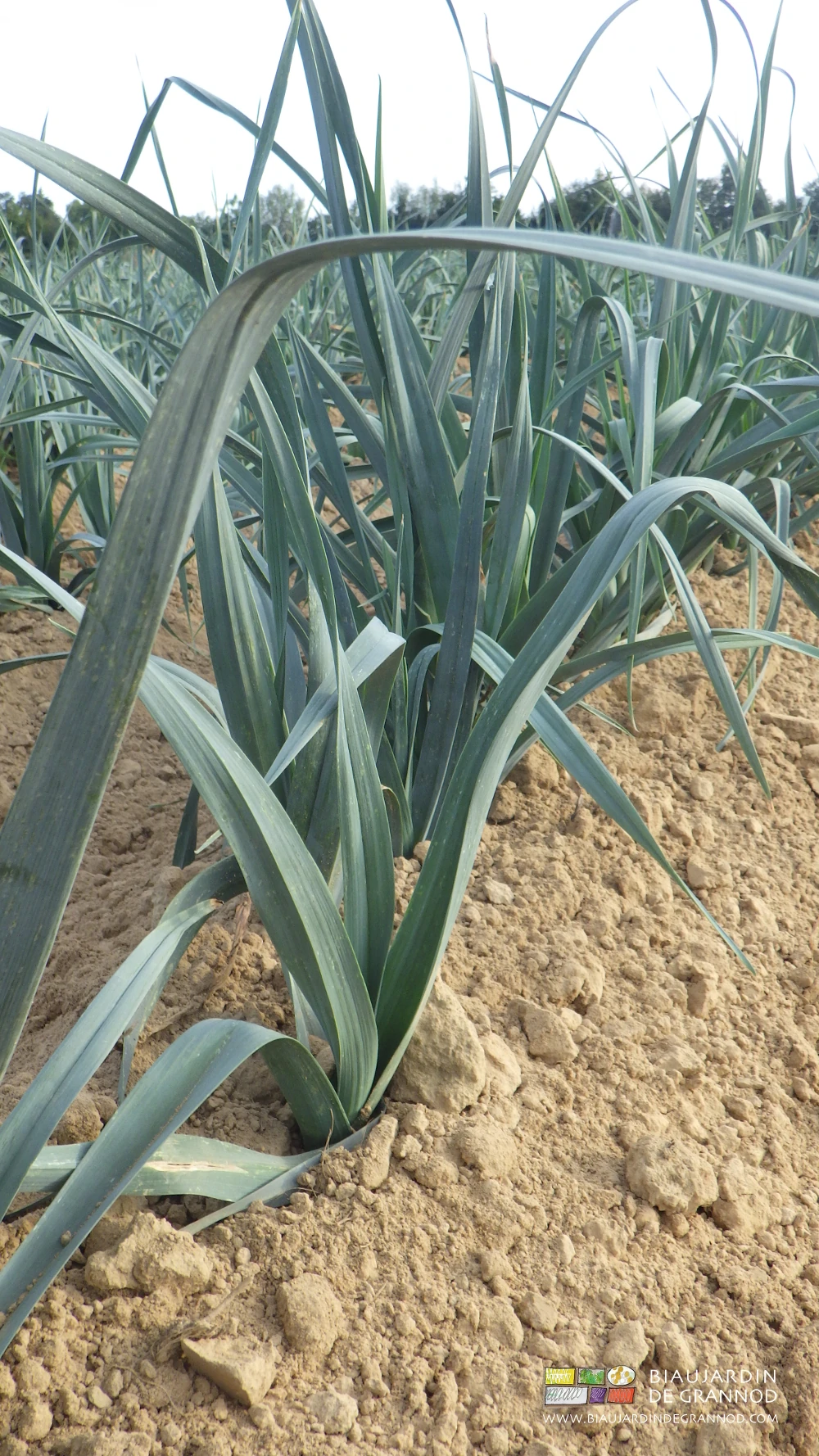 photo détaillée du rang de poireau généreusement butté