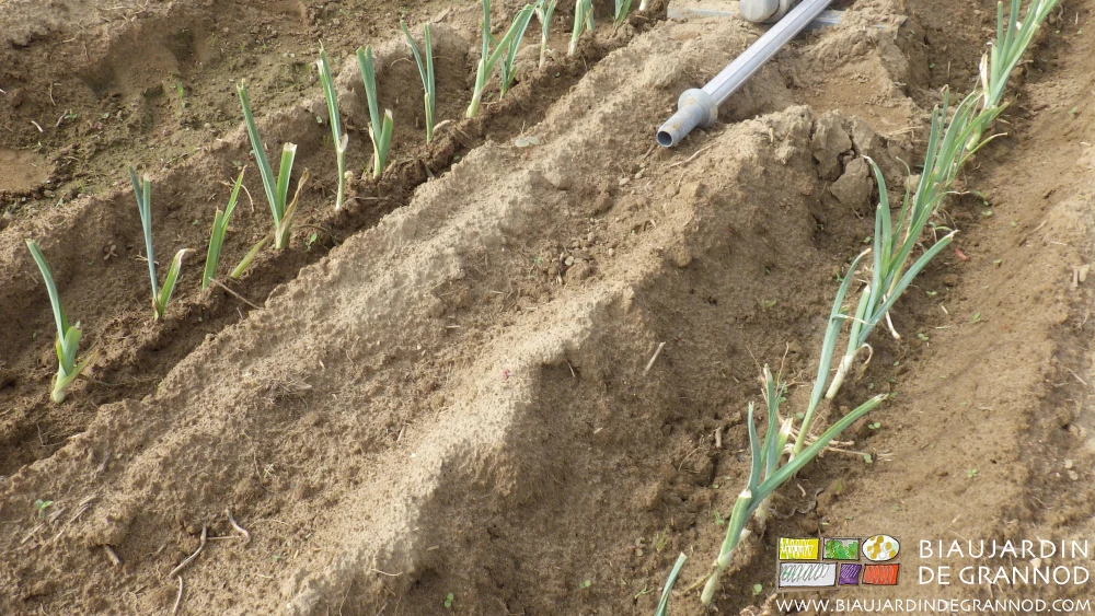 vue de près des poireaux plantés au fond d'un sillon de terre meuble