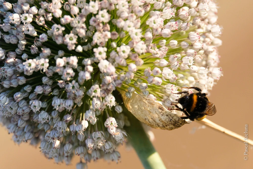 photo de la boule caractéristique de la fleur de poireau maturant ses graines