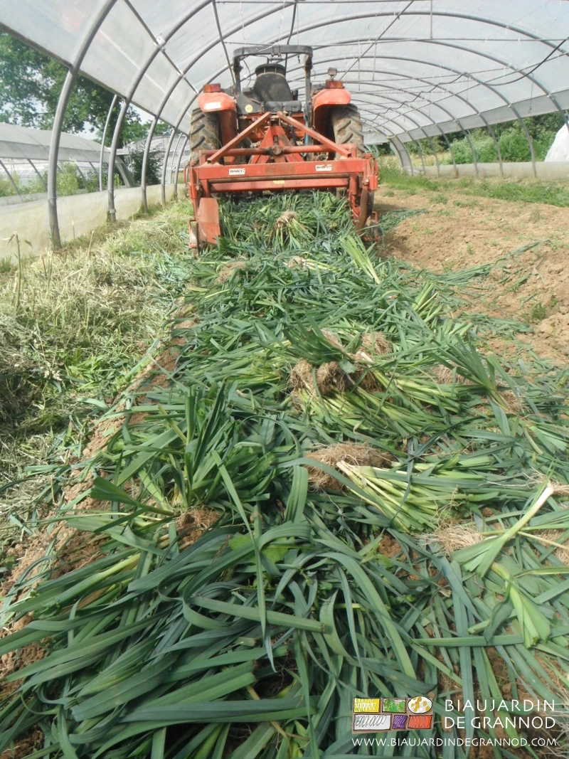 photo de l'arrachage d'une pépinière de poireau