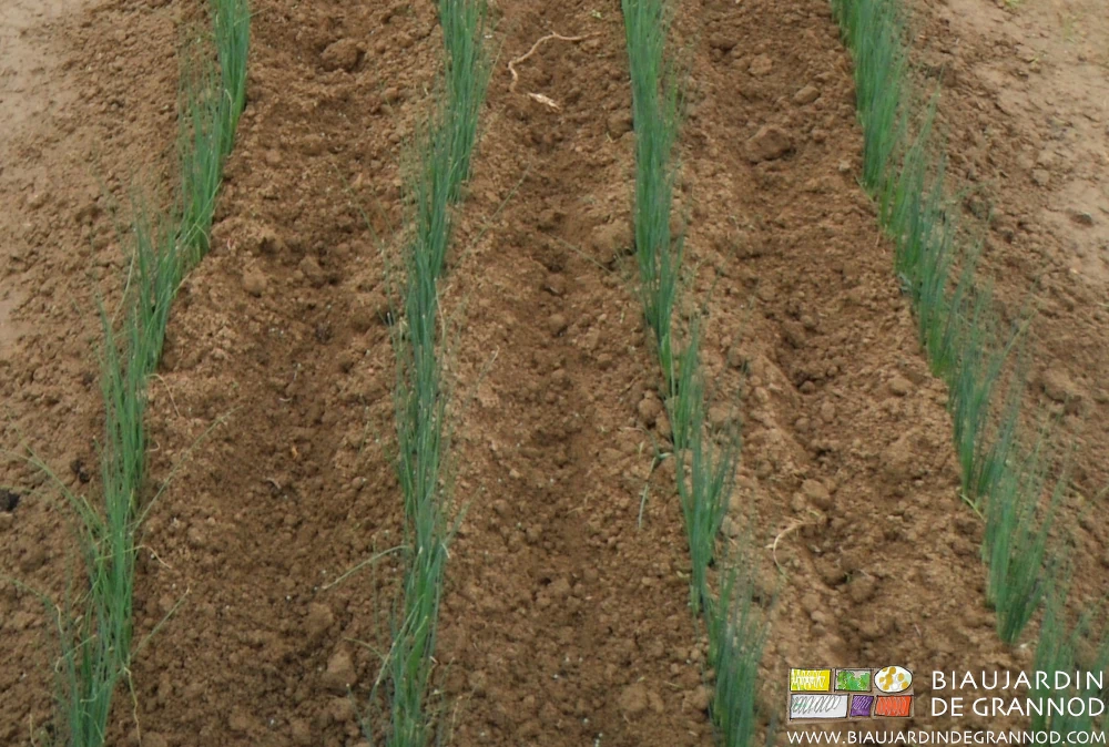 photo des très jeunes plants de poireau binés et récemment buttés