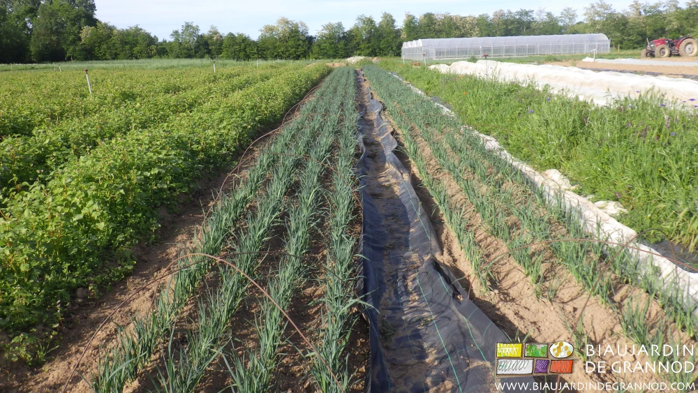 photo de la pépinière longée par un sarrasin engrais vert et une bande fleurie