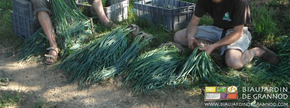 photo de l'habillage manuel des plants un à un par une équipe de biaux jardiniers avant plantation