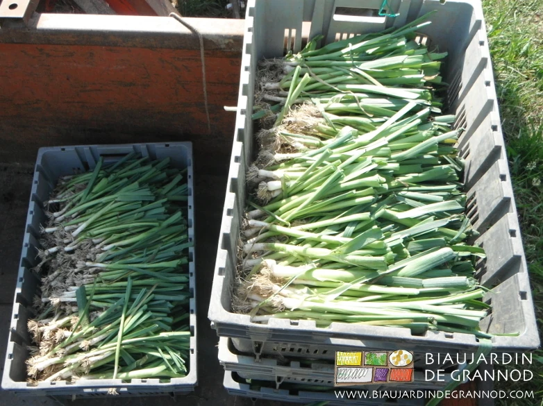 photo des plants de poireau habillés et transportés en caisse avant plantation