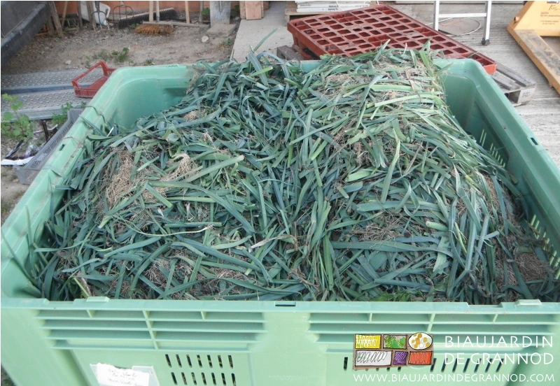 photo d'un palox plein de feuilles et racines des plants habillés à la main