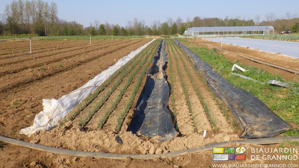 photo de la pépinière filet débâché pour installer les toiles d'allées