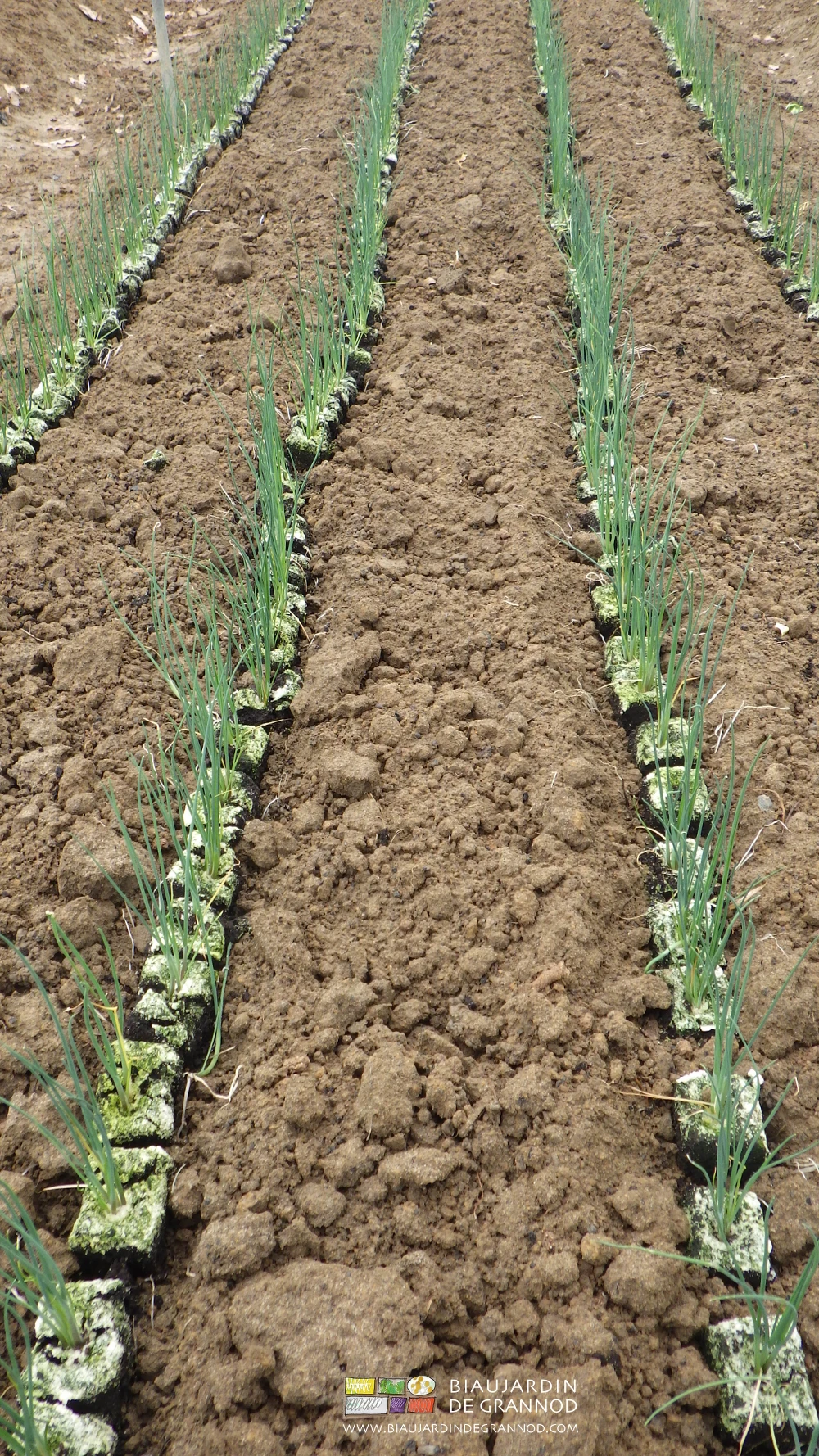 photo de mottes de jeunes plants de poireau repiquées en rangs sur planche permanente