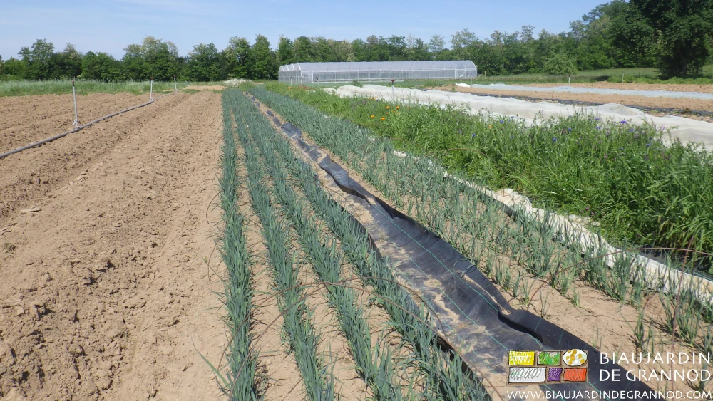 photo de la pépinière en développement à côté de planches dont l'engrais vert est déchaumé