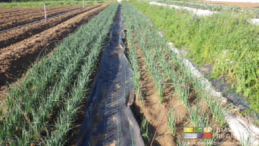 photo de la pépinière voisinant avec des planches d'engrais vert buttées