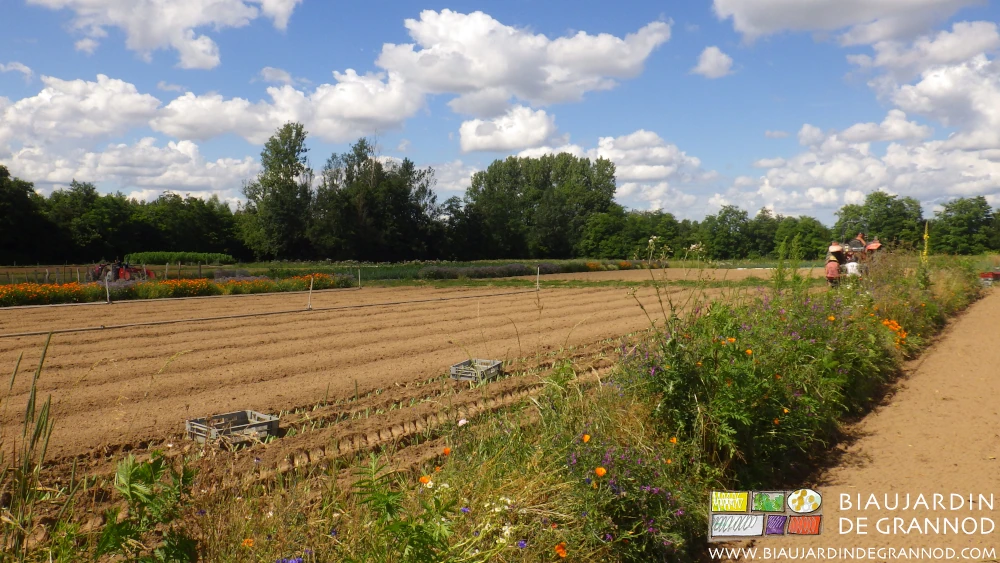 photo de plantation de poireau sur les premières planches d'un carré de culture