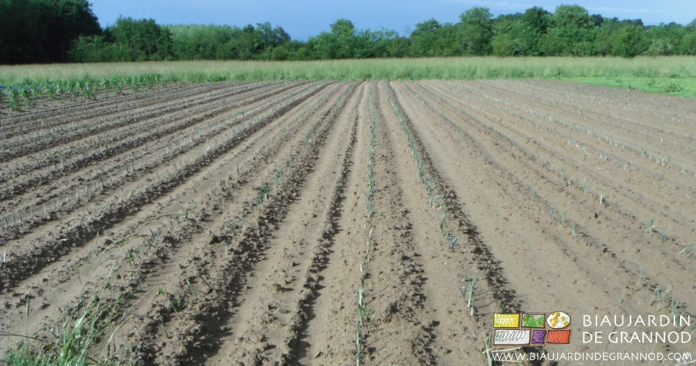 photo de terre battue par les gouttes, donc manque d'aération pour les racines de la plante