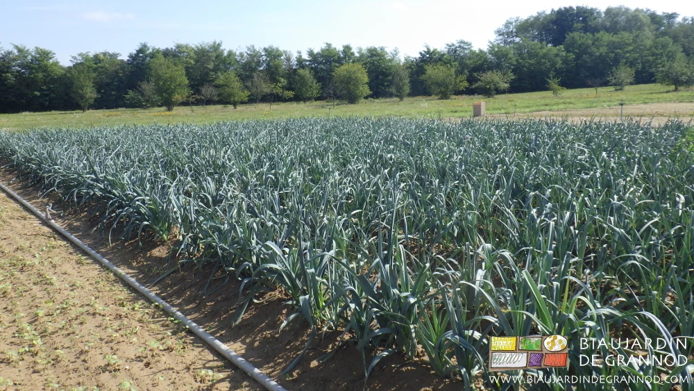 photo d'ensemble du carré de poireau butté