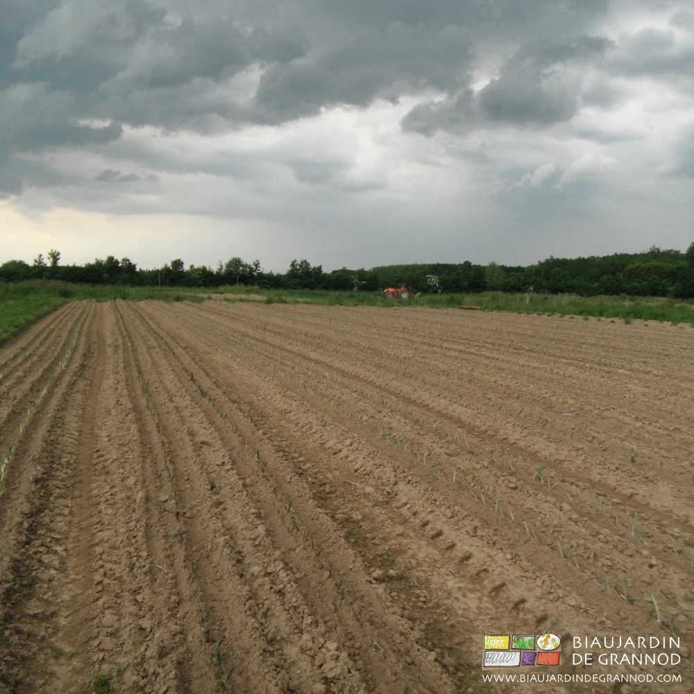 photo de gros ciel noir d'orage sur carré de poireau bientôt arrosé par le ciel