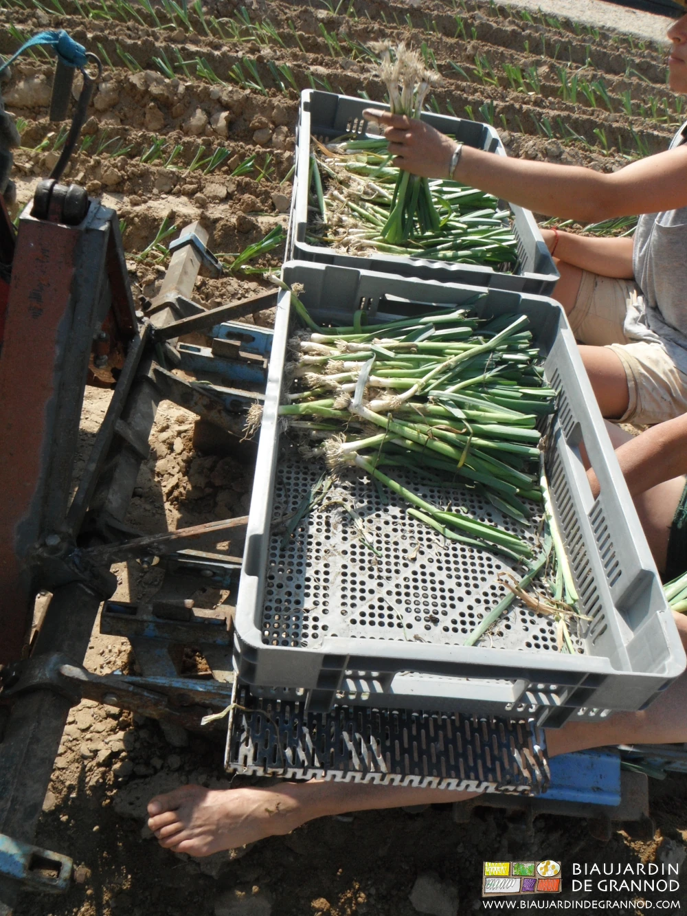 photo des mains prenant les plants dans les caisses posées devant chaque planteur