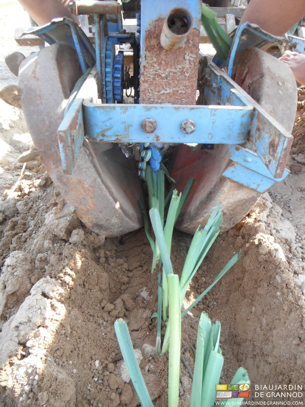 photo proche des poireaux juste plantés bornés énergiquement par les roues métalliques