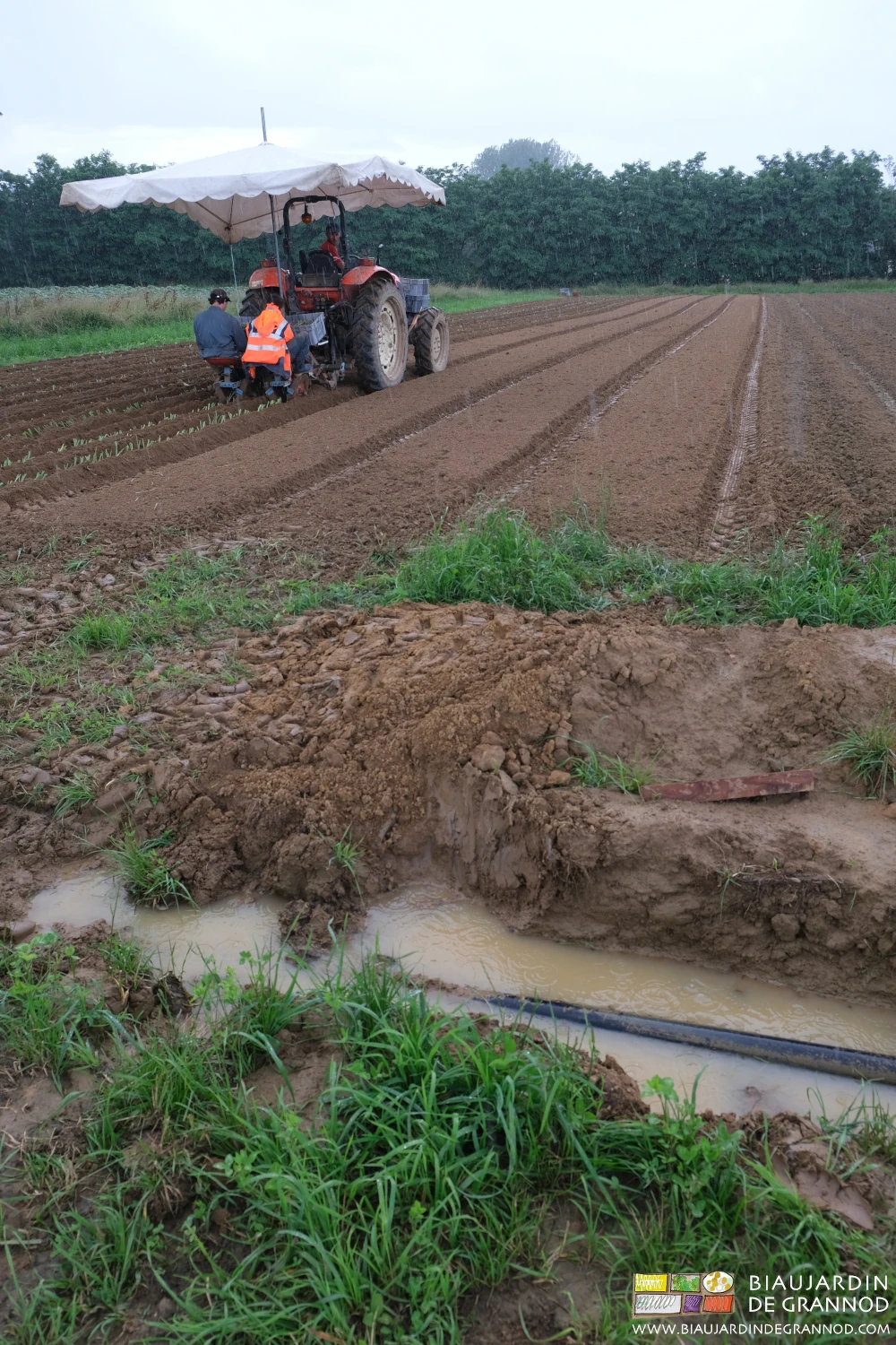 photo de repiquage de poireau interrompu par un orage